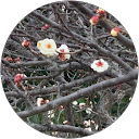 Tomoko Yamaguchi profile picture
